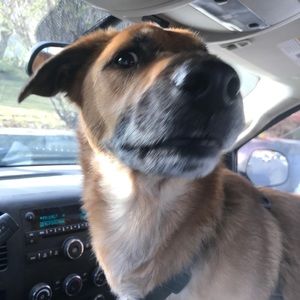 Meet your Posher, Sam